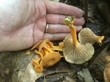 Cantharellus ignicolor image
