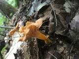 Cantharellus ignicolor image