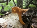 Cantharellus ignicolor image