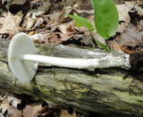 Amanita sect. Vaginatae image