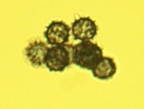 Lactarius subserifluus image