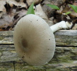 Amanita sect. Vaginatae image
