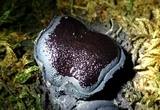 Camarops petersii image