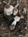 Agaricus vinosobrunneofumidus image