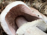 Agaricus vinosobrunneofumidus image