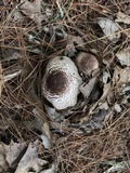 Agaricus vinosobrunneofumidus image
