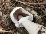 Agaricus vinosobrunneofumidus image