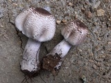 Agaricus vinosobrunneofumidus image