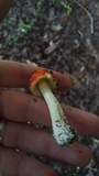 Amanita parcivolvata image