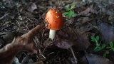 Amanita parcivolvata image