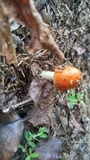 Amanita parcivolvata image