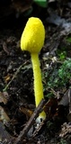 Leucocoprinus fragilissimus image