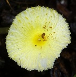 Leucocoprinus fragilissimus image