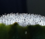 Rhizopus stolonifer image