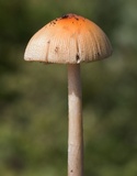 Amanita sect. Vaginatae image