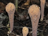 Clavariadelphus americanus image