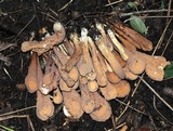Clavariadelphus americanus image