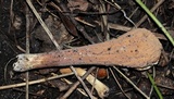 Clavariadelphus americanus image