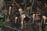 Clavariadelphus americanus image