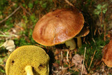 Aureoboletus auriporus image