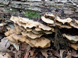 Bjerkandera adusta image