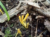 Clavulinopsis laeticolor image