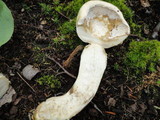 Retiboletus griseus image