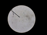 Baorangia bicolor image