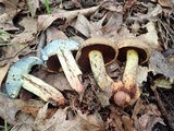 Boletus vermiculosoides image