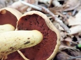 Boletus vermiculosoides image
