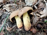 Boletus vermiculosoides image