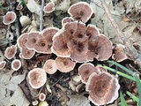 Hydnellum concrescens image
