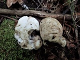 Entoloma abortivum image
