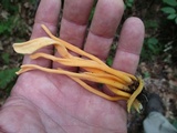 Clavulinopsis aurantiocinnabarina image