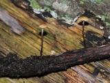 Rhizomarasmius pyrrhocephalus image