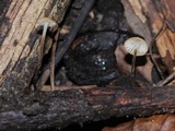 Rhizomarasmius pyrrhocephalus image