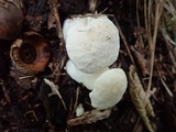 Hypomyces chlorinigenus image