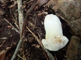 Hypomyces chlorinigenus image