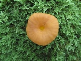 Cantharellus ignicolor image