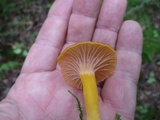 Cantharellus ignicolor image