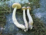 Leccinum luteum image