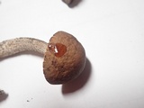 Leccinum luteum image