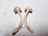 Leccinum luteum image