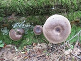 Lactarius mucidus image