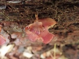 Callistosporium purpureomarginatum image