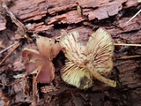 Callistosporium purpureomarginatum image