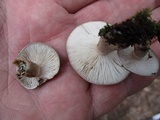 Lactarius mucidus image