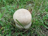 Calvatia cyathiformis image