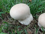 Calvatia cyathiformis image