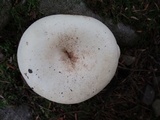 Lactarius piperatus image